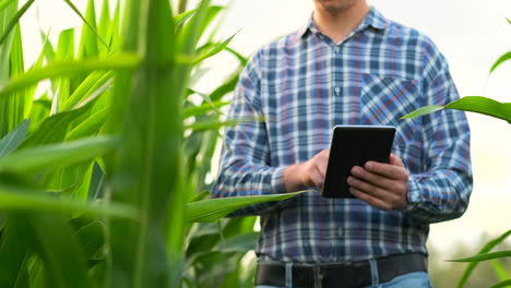 Middle-plan:-a-Male-farmer-with-a-tablet-computer-goes-to-the-camera-looking-at-plants-in-a-corn-field-and-presses-his-fingers-on-the-computer-screen.-Soncept-of-modern-farming-without-use-of-GMOs.